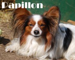 Get Papillon Hund Charakter Images