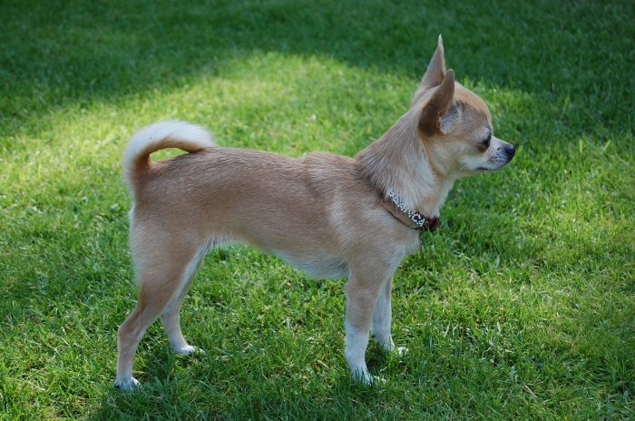 Little Chihuahua Blanca Diva