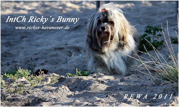 Ricky's Bunny